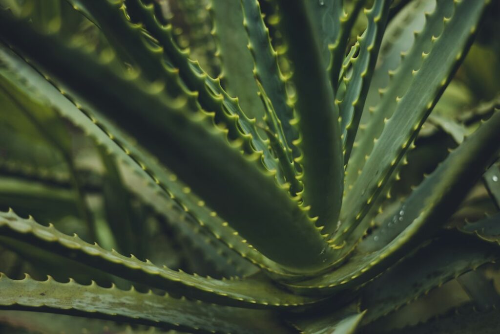 Close-up of a lush aloe vera plant with radiating succulent leaves, representing natural organic ingredients in body-safe lubricants